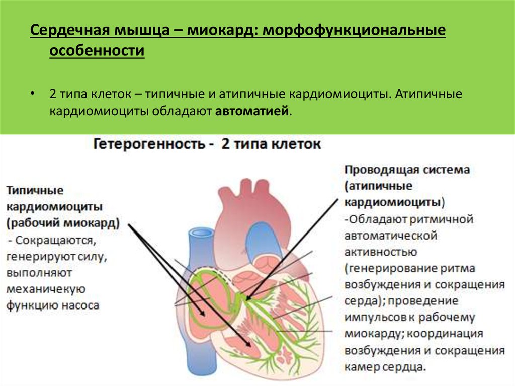 Распространение пд. Типичные и атипичные кардиомиоциты. Типичные кардиомиоциты. Типичные и атипичные кардиомиоциты физиология. Сердце кардиомиоциты типичные атипичные.