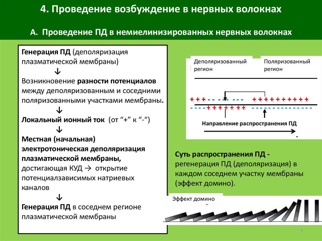 Проведение 10. Распространение возбуждения по нервному волокну. Механизм проведения в нервных волокнах. Механизмы проведения возбуждения в нервных волокнах. Проведение потенциала действия по нервным волокнам.