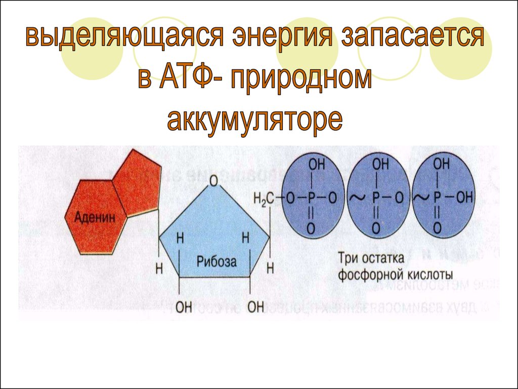 Аденин рибоза три. Аденин рибоза три остатка. Энергия запасается какой обмен. Аденин рибоза три остатка фосфорной кислоты это. Презентация метаболизм 10 сынып.