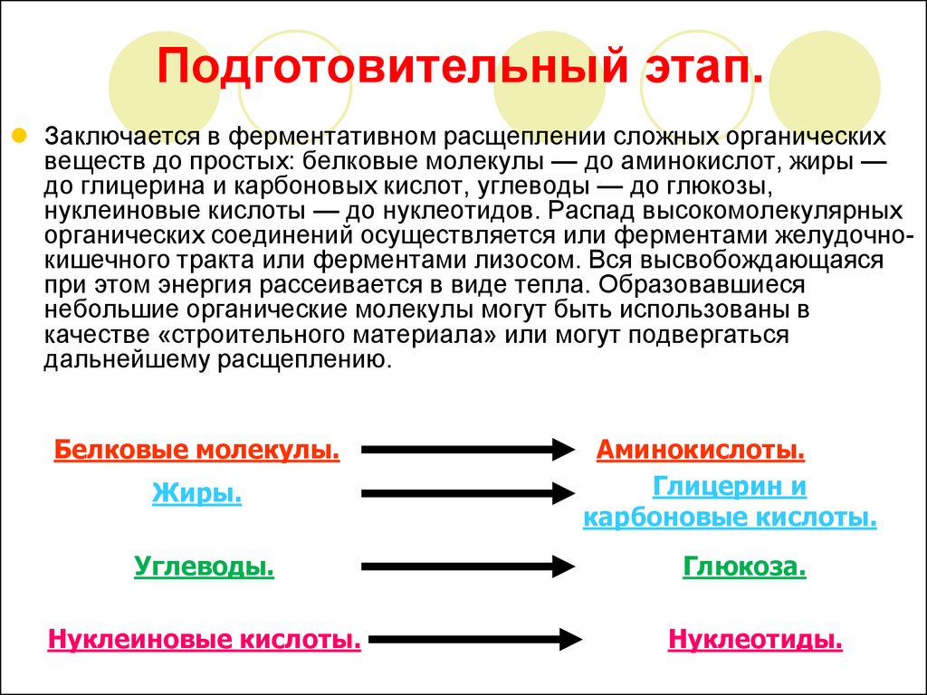 Расщепление органических веществ клетки. На что расщепляются белки жиры углеводы нуклеиновые кислоты. В подготовительном этапе жиры расщепляются до. Жиры расщепляются до углеводов. Подготовительная стадия белков.