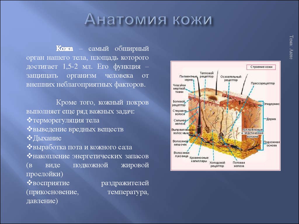 Строение кожи дерматовенерология презентация