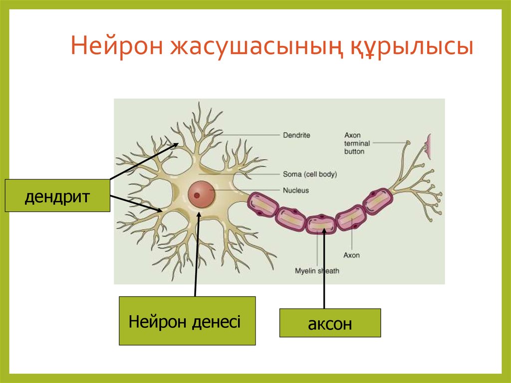 Нейрон жасушасының құрылысы