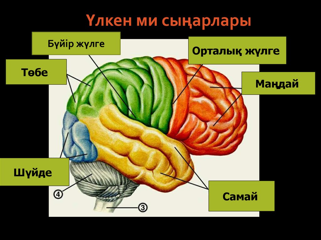 Орталық жүйке жүйесі презентация