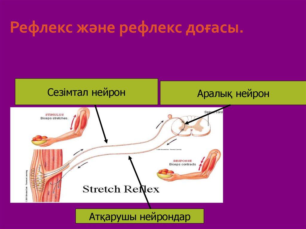 Шартты рефлекс. Рефлекс доғасы. Рефлекс доғасы слайд. Рефлекс доғасы дегеніміз не.