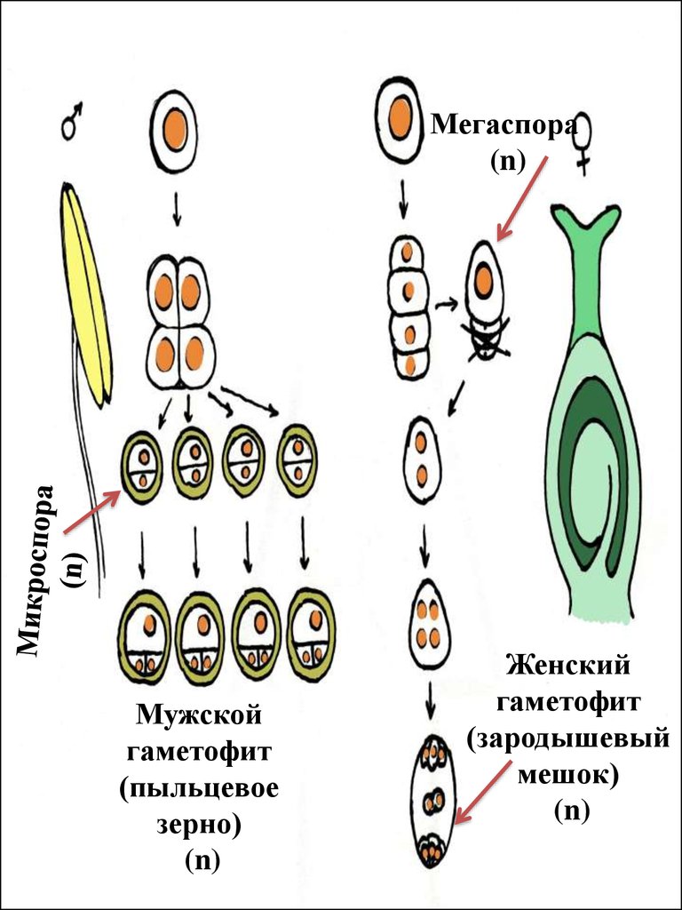 Стадии женского гаметофита