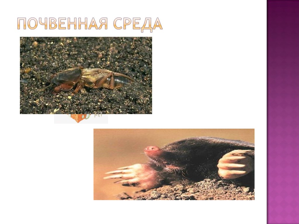 Почвенная среда