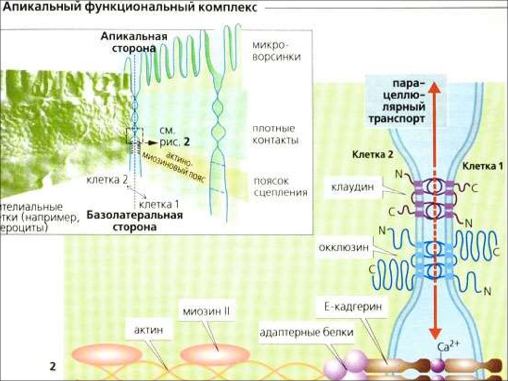 Функциональный комплекс. Апикальный функциональный комплекс. Опорно двигательная система клетки. Строение апикального комплекса. Апикальная часть клетки.