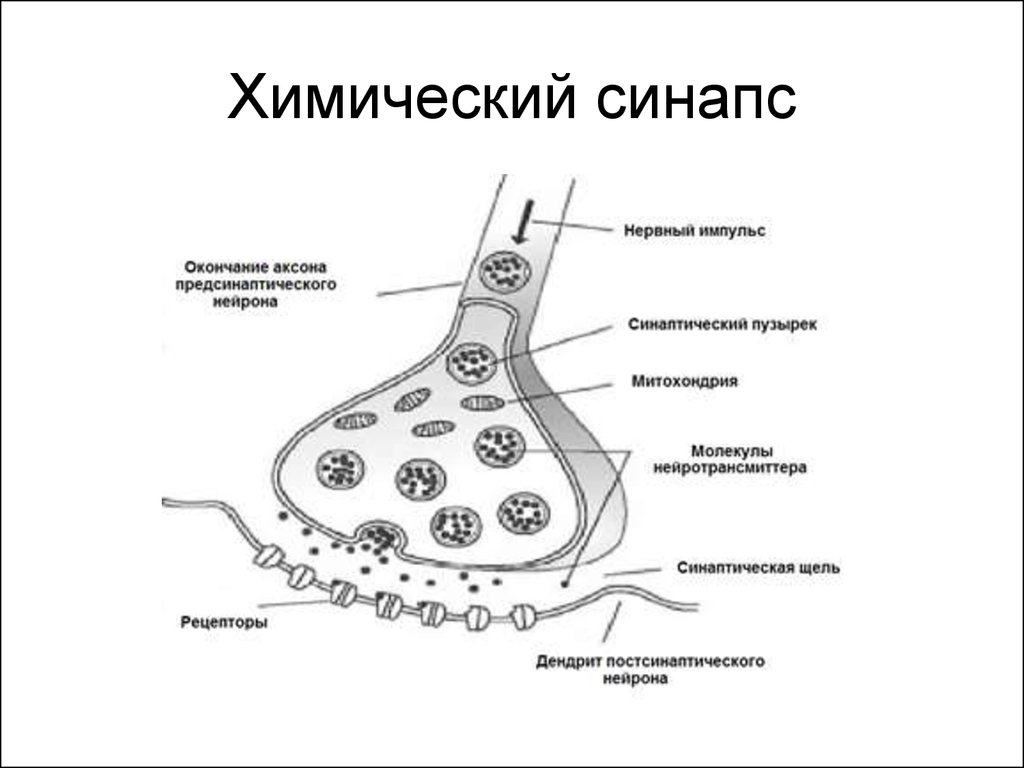 Схема строения химического синапса