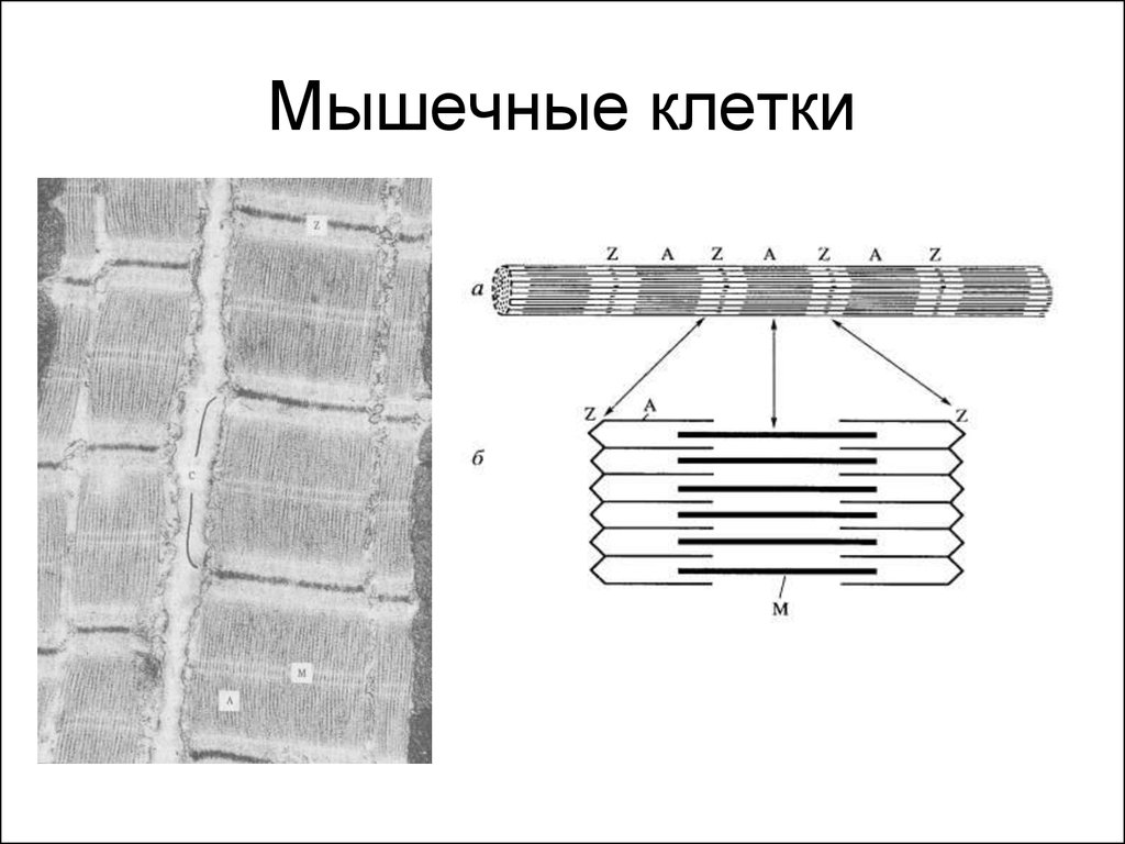 Клетка асу. Цитоскелет мышечного волокна. Клетки мышечного волокна образуют пучки. Ядра мышечной клетки. Устройство мышечной клетки.