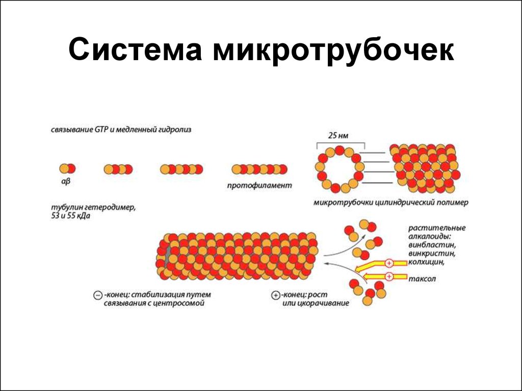 Синтез белков тубулинов. Цитоплазматические микротрубочки строение. Схема строения микротрубочки. Микротрубочки строение и функции. Строение и функции микротрубочек.
