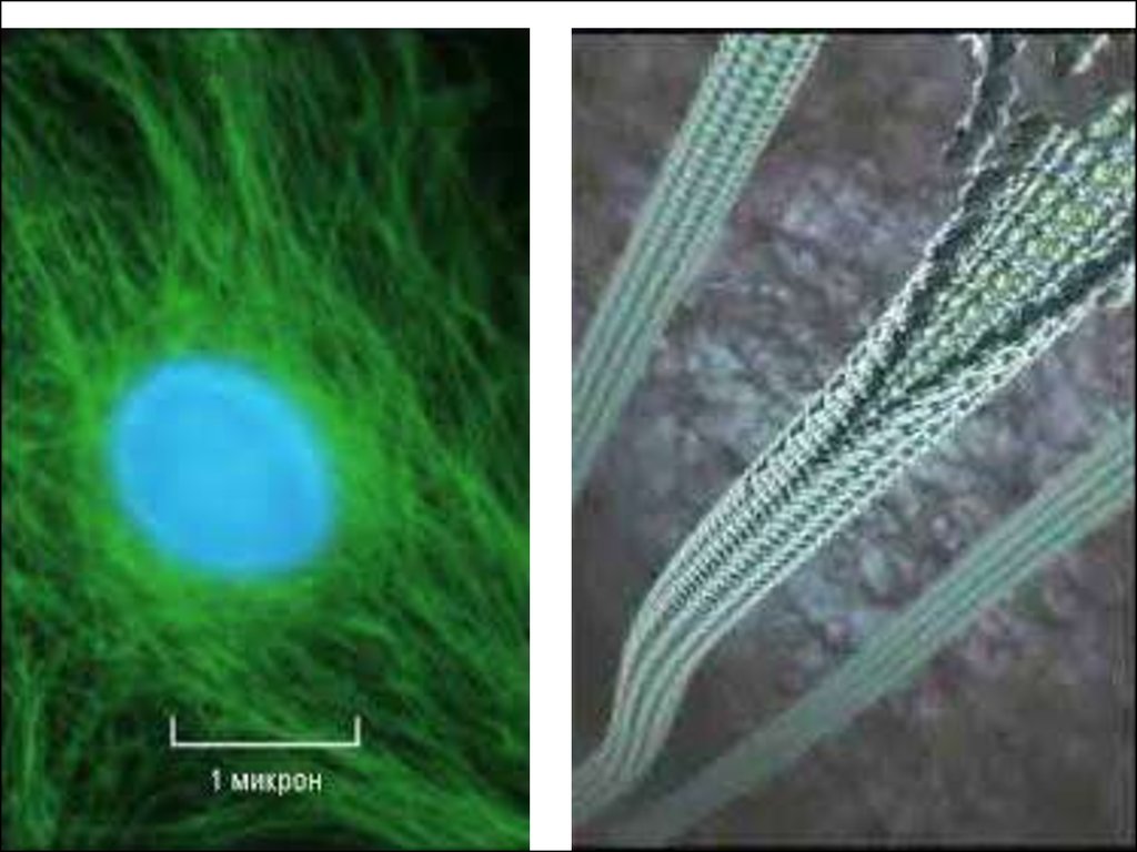 Клетка асу. Цитоскелет в микроскопе. Центросома микрофотография. Промежуточные филаменты электронная микр. Иммунофлюоресцентные микрофотографии цитоскелета.