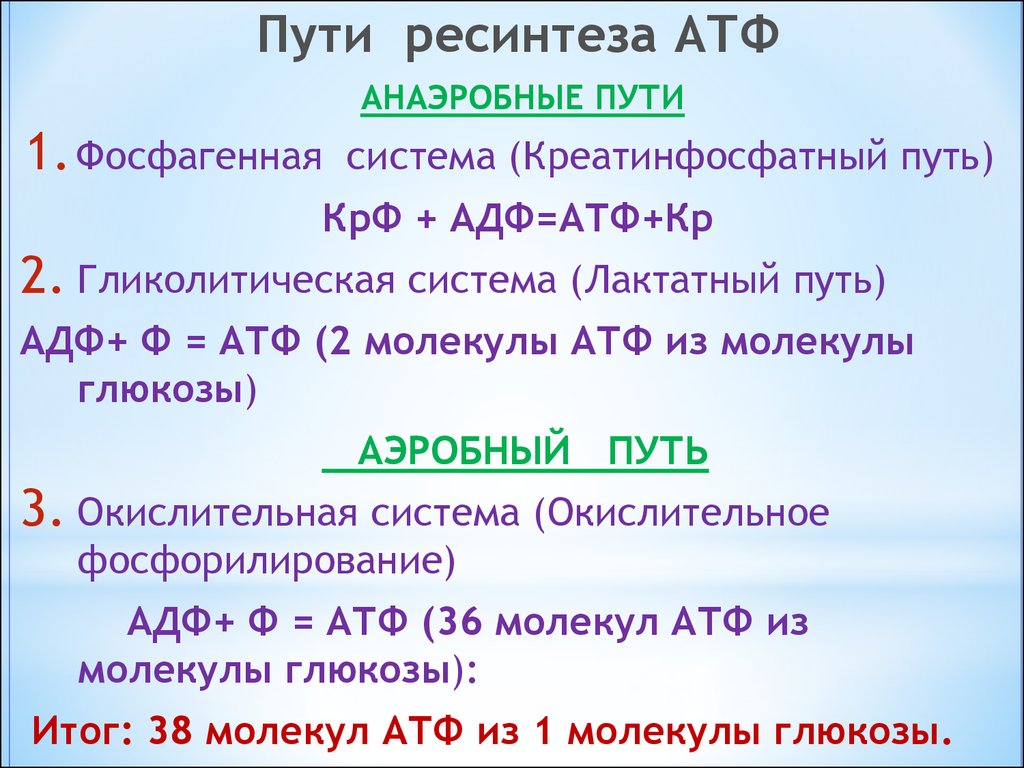 Ресинтез атф. Креатинфосфатная система ресинтеза АТФ. Анаэробный путь ресинтеза АТФ. Аэробные и анаэробные пути ресинтеза АТФ. Креатинкиназный путь ресинтеза АТФ.