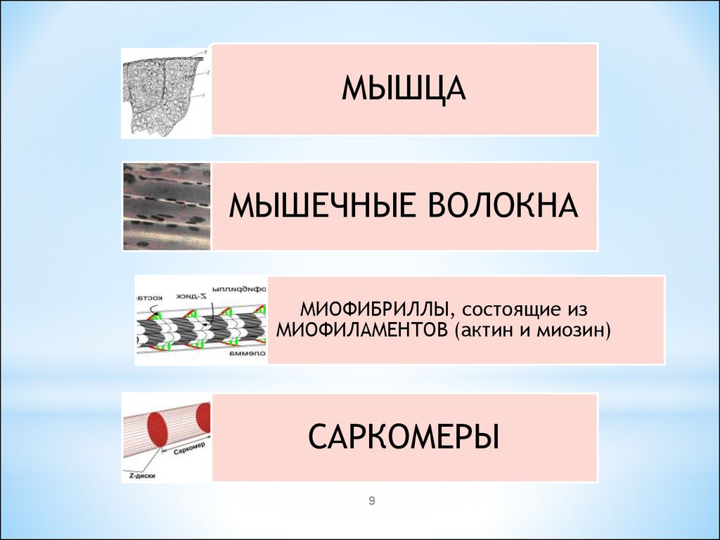 Свойства мышечной