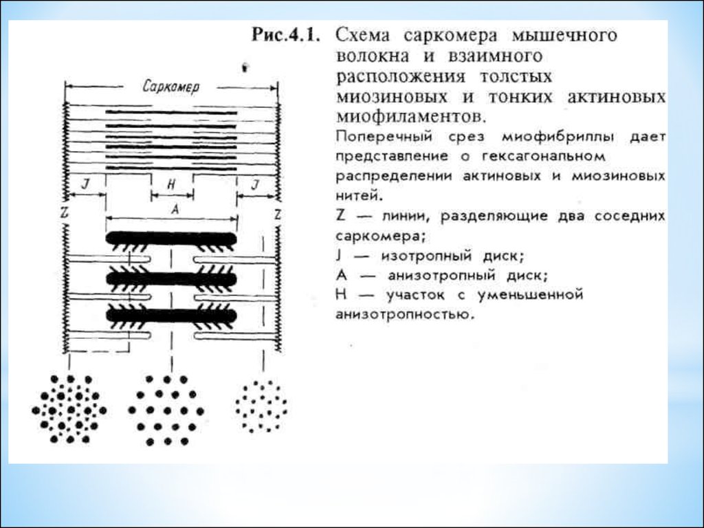 К опорному аппарату мышечного волокна относят