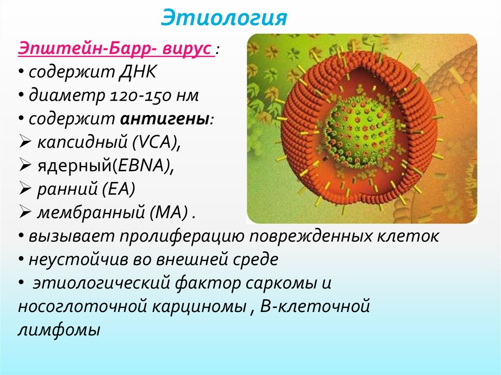 Epstein barr virus. Строение вируса Эпштейна-Барр. Вирус Эпштейна Барра строение. Вирус Эпштейна-Барра строение вируса. Структура вириона вируса Эпштейна-Барр.