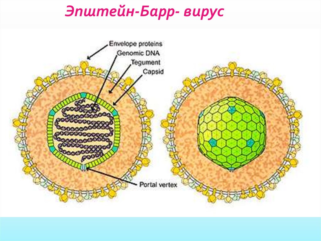Epstein barr virus ebna. Строение вируса Эпштейна-Барр. Строене вируса эпштенйна брар. Вирус Эпштейна-Барр антигенная структура. Антигены вируса Эпштейна-Барр EBV.