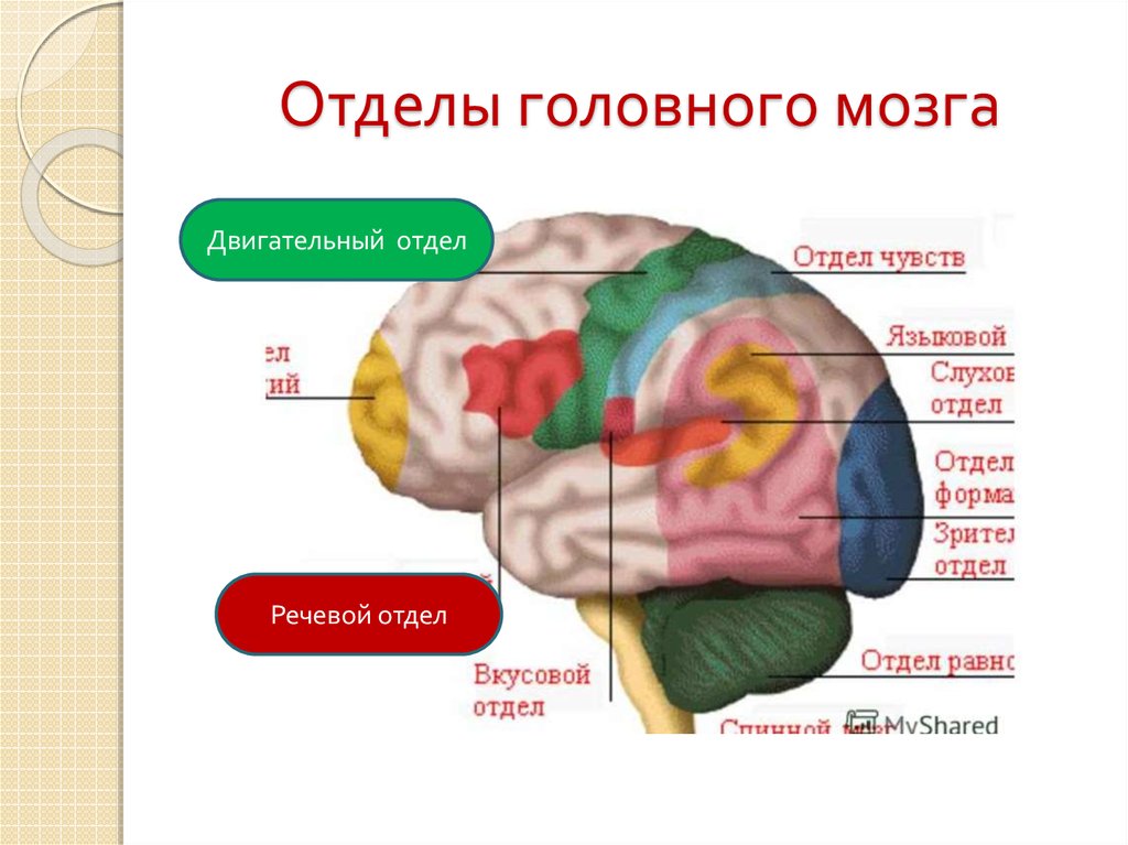 Отделы мозга обоняние