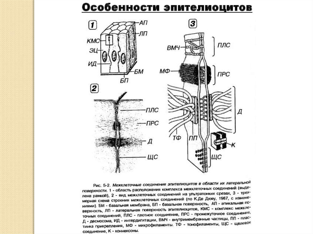 Схемы строения межклеточных контактов разных типов. Межклеточные соединения эпителиоцитов. Схема строения межклеточных контактов разных типов гистология. Схема строения межклеточных контактов. Межклеточные контакты гистология схема.