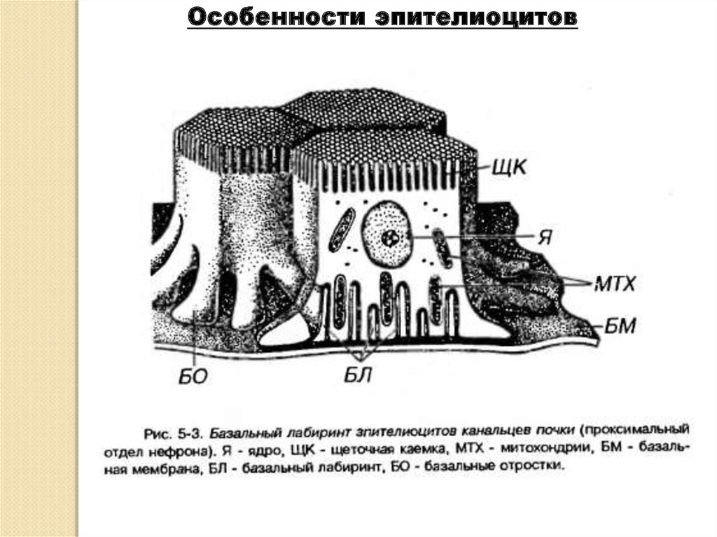 Эпителиоциты. Особенности эпителиоцитов. Функции базальных эпителиоцитов. Морфологические особенности эпителиоцитов.