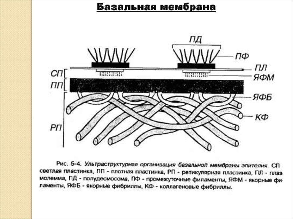 Складки мембраны. Базальная мембрана эпителия. Строение базальной мембраны эпителия. Базальная мембрана эпителия гистология. Lamina densa базальной мембраны.