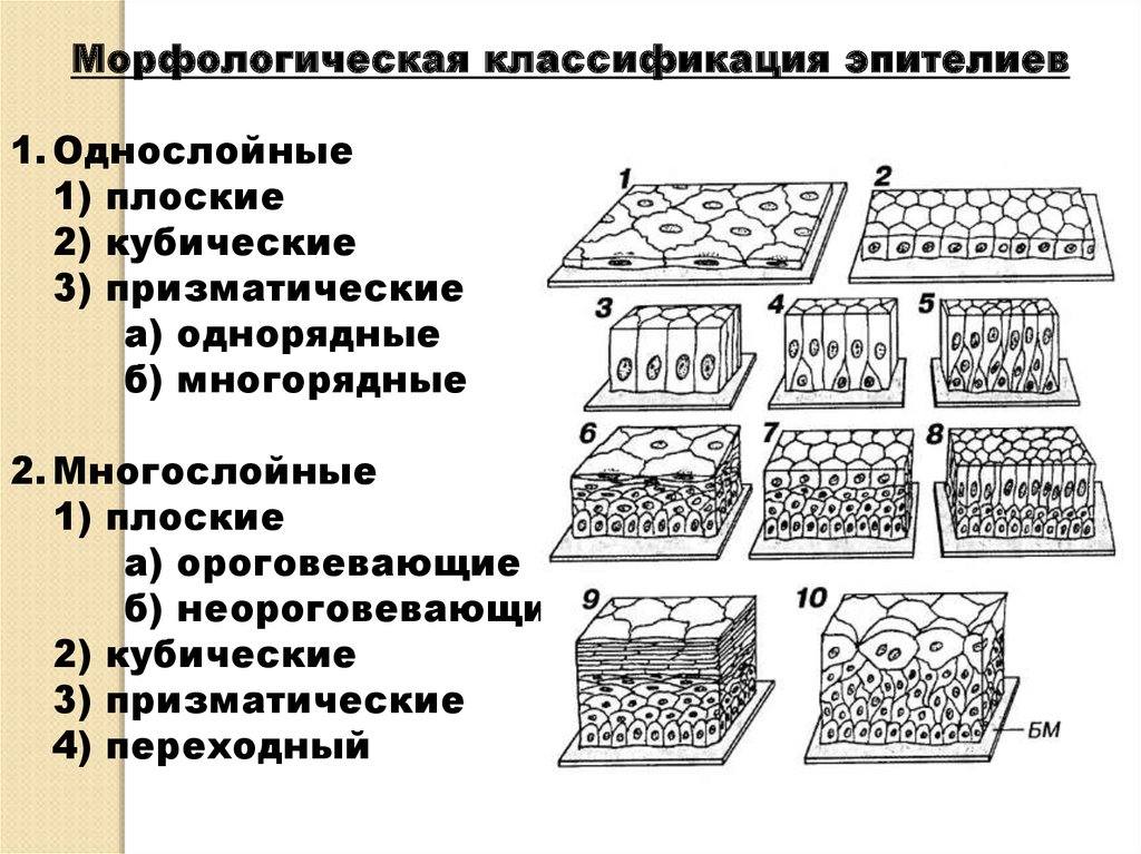 Что такое эпителий