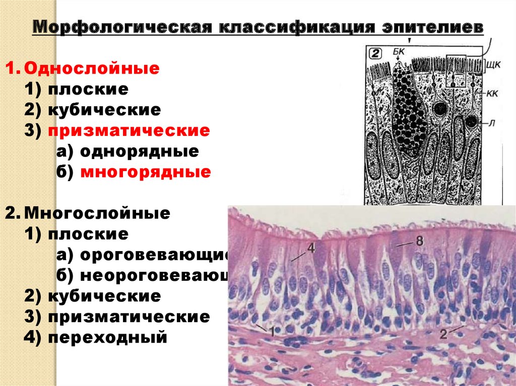 Эпителиальная ткань особенности