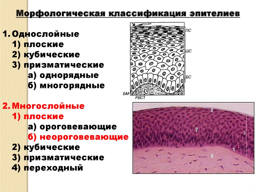 Эпителий полости