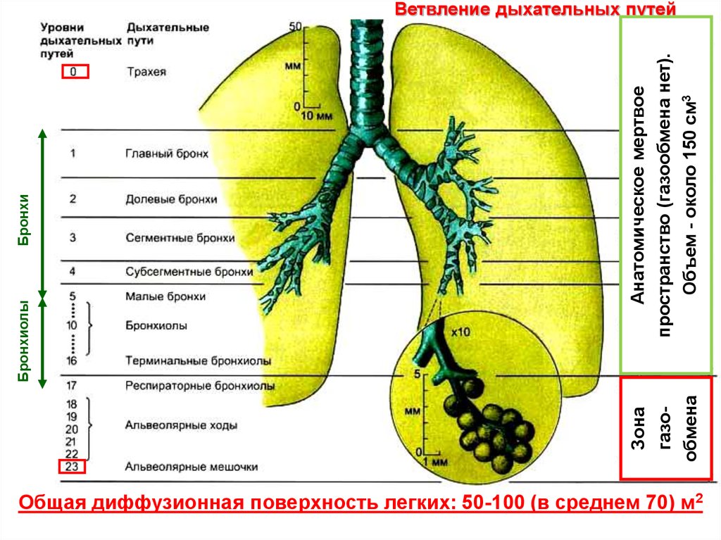 Дыхание уровень организации