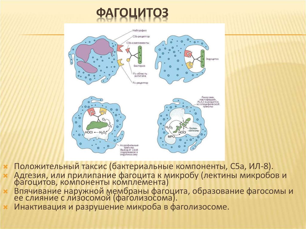 Схема фагоцитоза иммунология