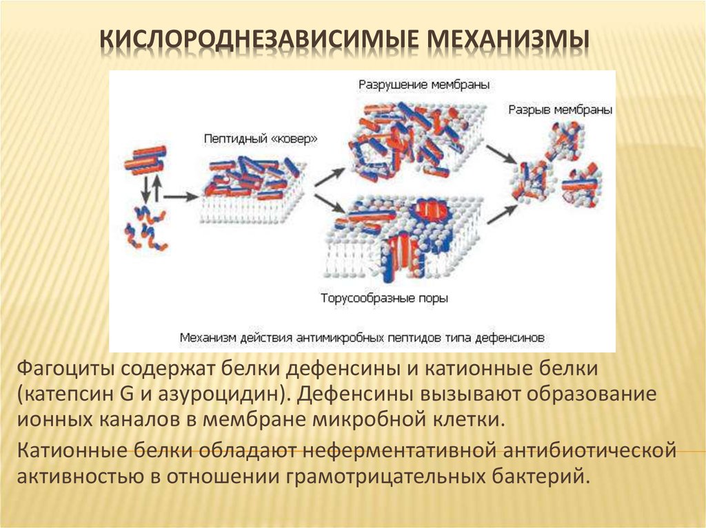 Катионные белки. Схема кислородзависимых бактерицидных механизмов фагоцитоза. Кислороднезависимые бактерицидные механизмы. Схема кислороднезависимых бактерицидных механизмов фагоцитов. Механизмы бактерицидности фагоцитов схема.