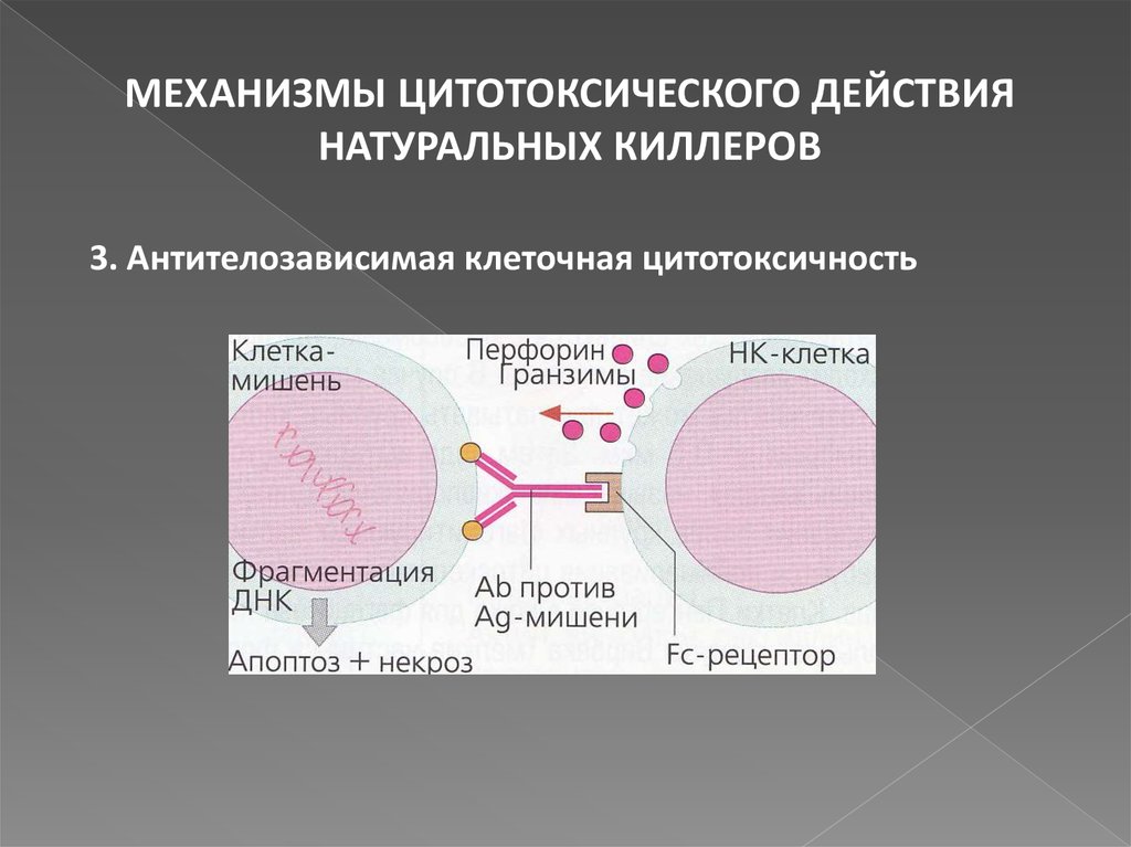 Естественные киллеры презентация