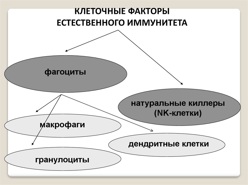 Факторы клетки. Клеточные факторы иммунитета. Клеточные факторы естественного иммунитета. Клеточные факторы врожденного иммунитета. Клеточные факторы приобретенного иммунитета.