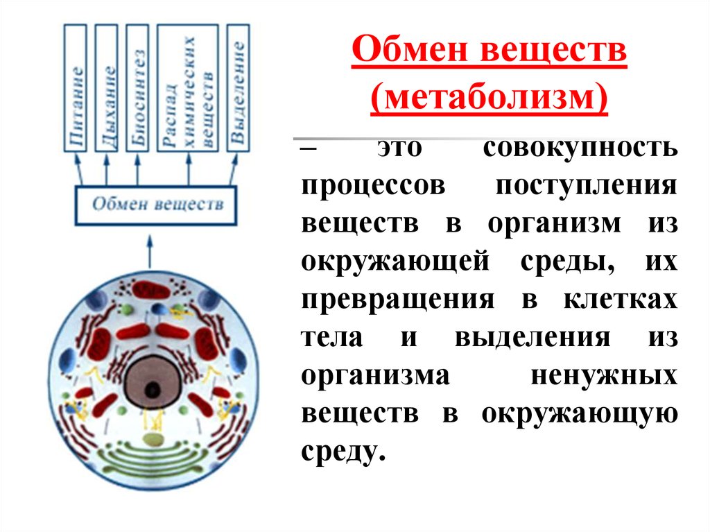 Поступление веществ в клетку схема