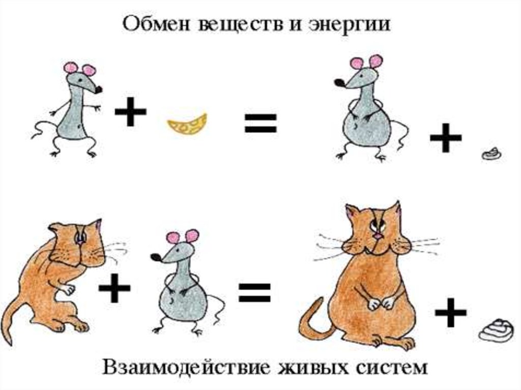 Обмен веществ картинки для презентации