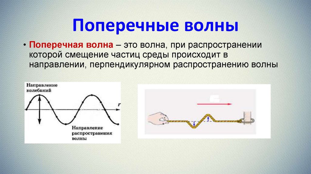 Какие волны являются. Поперечные волны. Направление распространения волны. Поперечные механические волны. Продольные и поперечные механические волны.