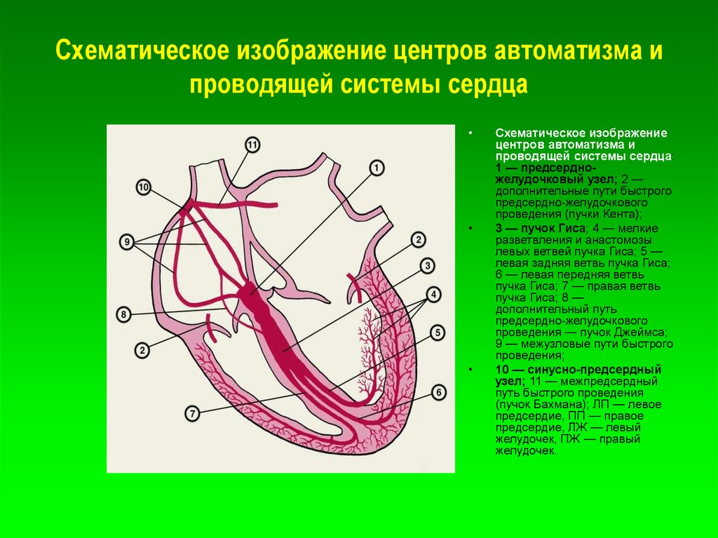 Проводящая система рисунок. Проводящая система сердца патологические пучки. Проводящая система сердца Кента Джеймса. Дополнительные пучки в проводящей системе сердца. Патологические пучки проводящей системы сердца.