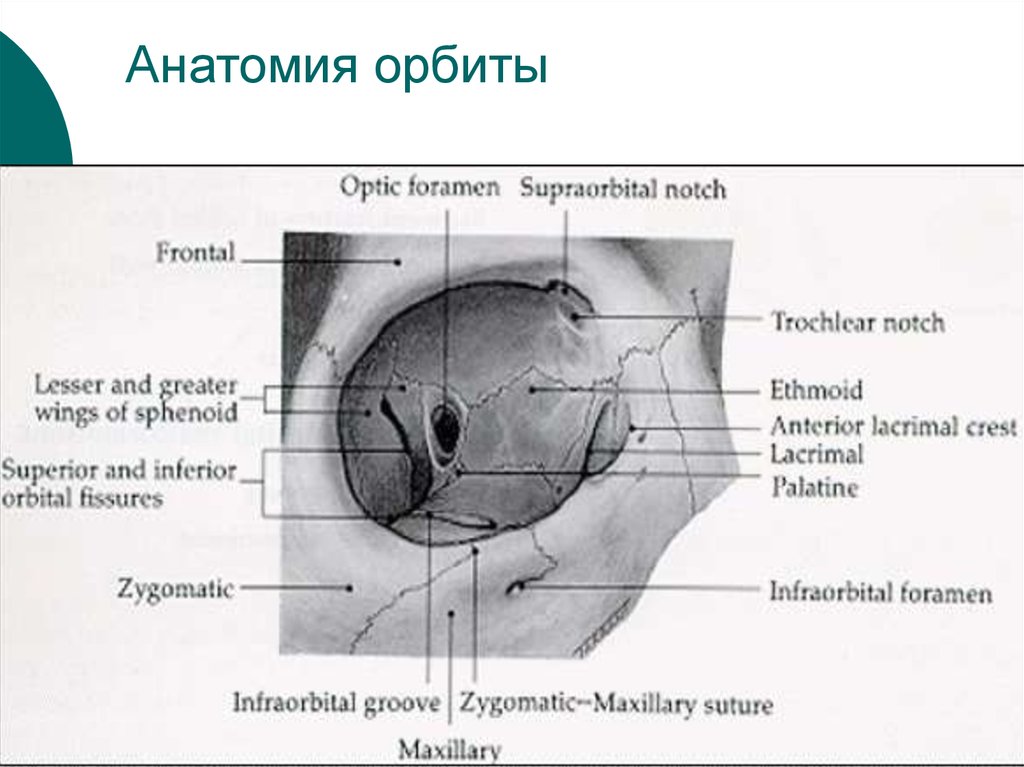 Сообщения глазницы