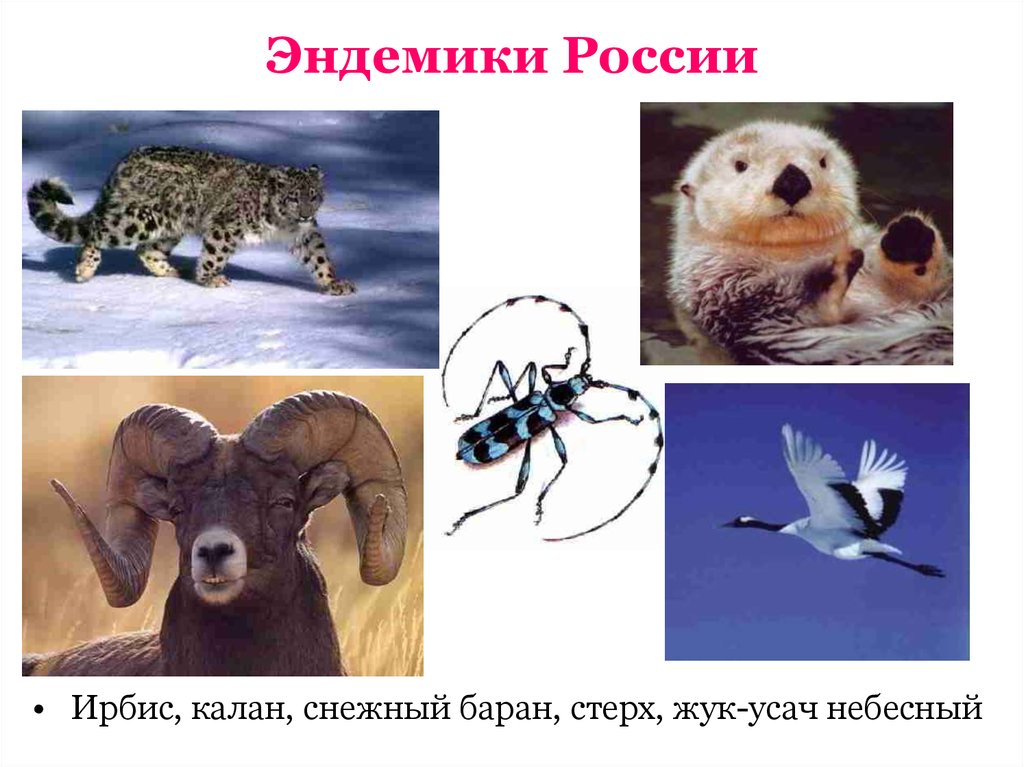 Эндемики это животные или растения. Эндемики России. Эндемики примеры. Пандемичные виды животных. Эндемичные виды примеры.