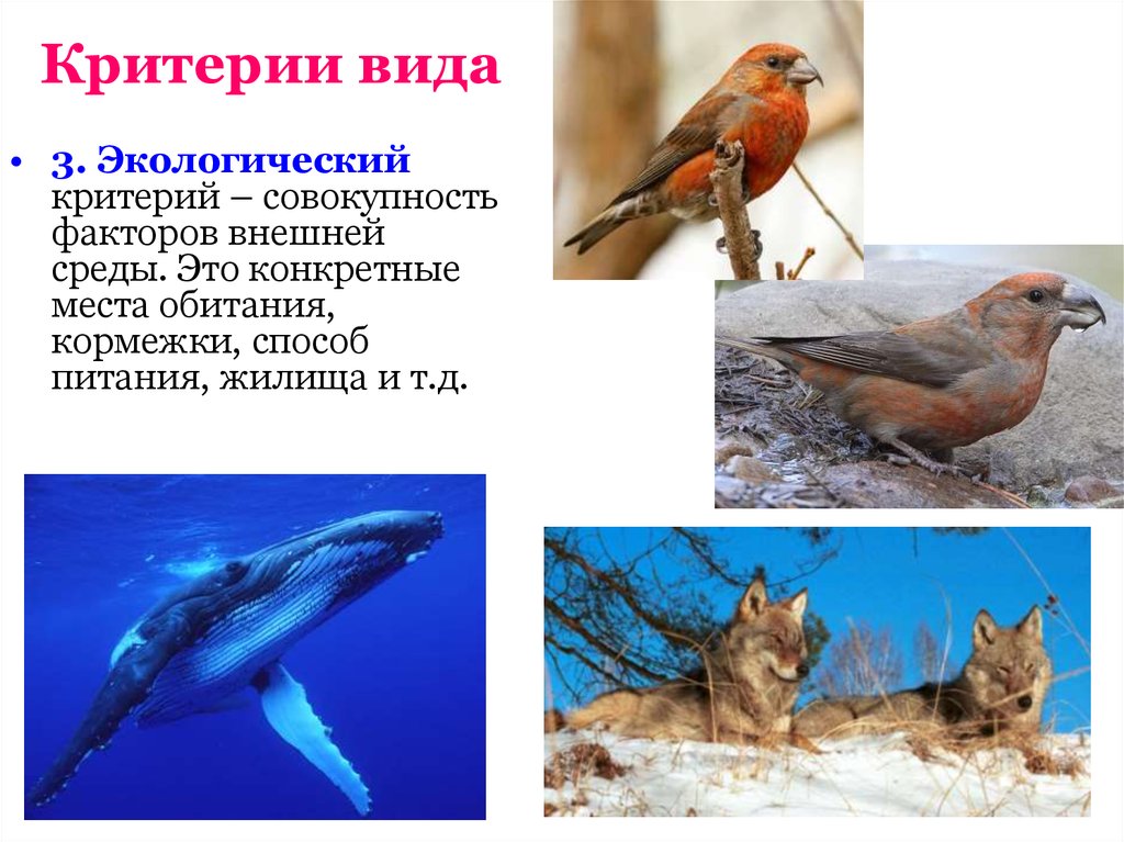 Вид примеры работ. Что такое экологический критерий вида в биологии. Экологический критерий вида примеры. Этологический критарий видат. Этологические критерии вида.