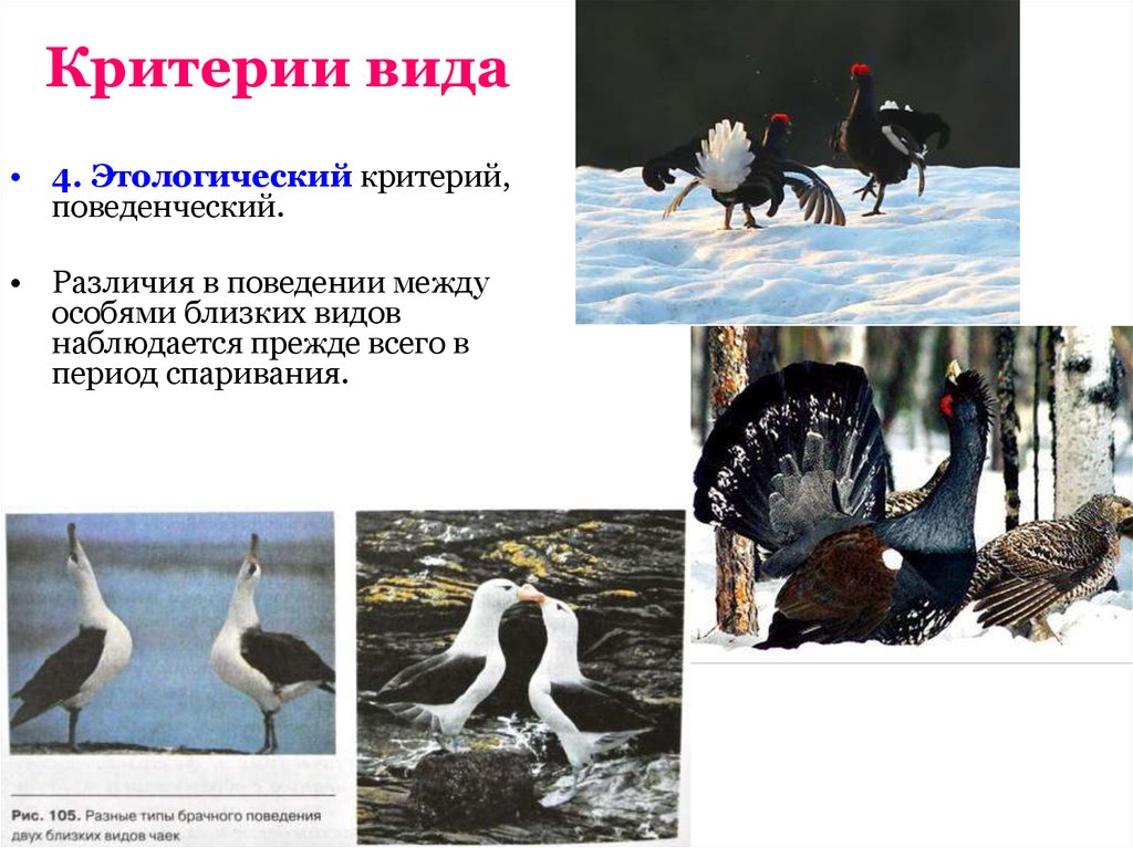 Вид 4 критерия. Примеры этологического критерия вида. Этологический критерий. Этнологический критерий вида это. Этологический критерий вида примеры.