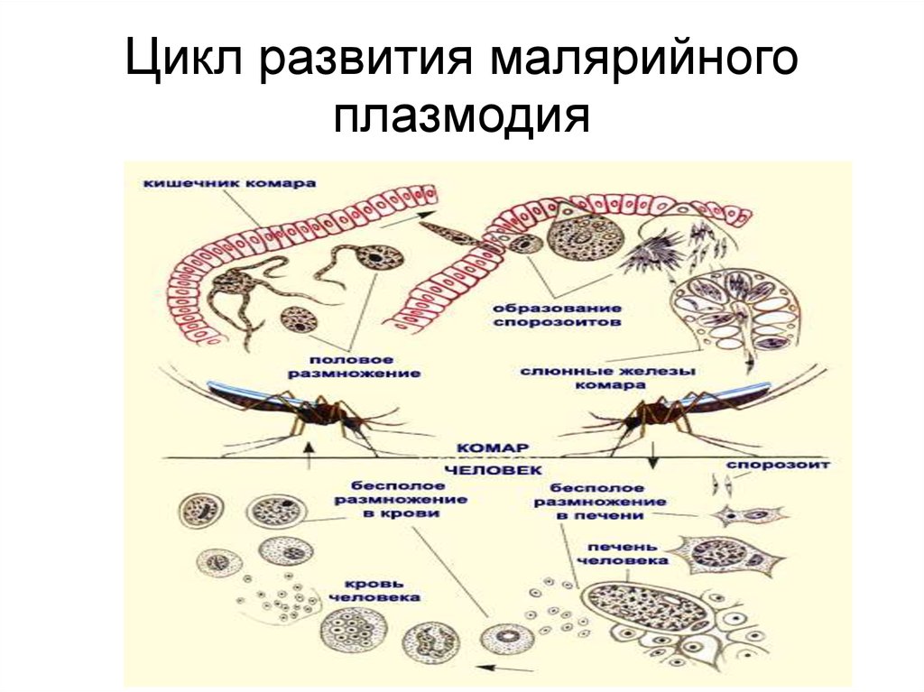 Хозяев в цикле развития малярийного плазмодия. Цикл плазмодия. Цикл малярийного плазмодия. Цикл развития малярийного плазмодия. Макрогаметоцит малярийного плазмодия.