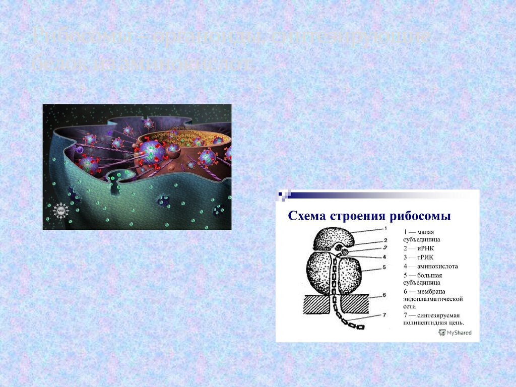 Синтез белка из аминокислот. Схема строения рибосомы. Органоид осуществляет Синтез белков. Органоид осуществляющий Синтез белка. Органоиды синтезирующие белок.