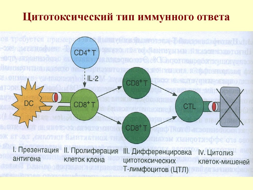 Цитотоксические т клетки. Клеточный цитотоксический механизм иммунного ответа. Схема клеточного воспалительного иммунного ответа. Клеточный цитотоксический иммунный ответ схема. Адаптивный иммунный ответ схема.