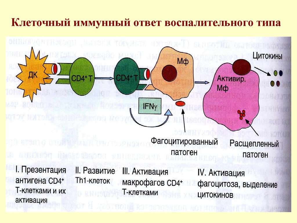 Иммунный ответ развивается. Клеточный воспалительный механизм иммунного ответа. Воспалительный клеточный ответ схема. Стадии клеточного иммунного ответа. Схема клеточного иммунного ответа.
