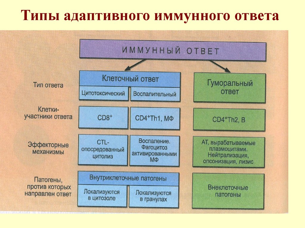 Особенности клеточного ответа. Формы адаптивного иммунного ответа. Второй Тип иммунного ответа. Типы и фазы иммунного ответа. Виды клеточного иммунного ответа.