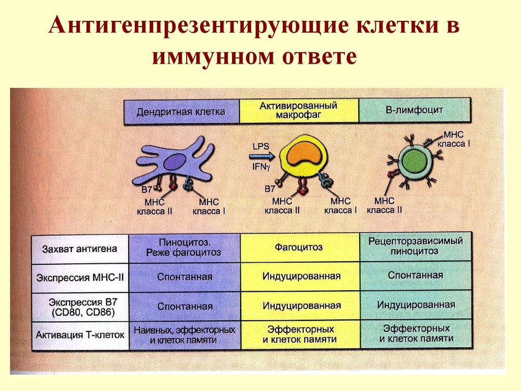 Учение об иммунитете презентация