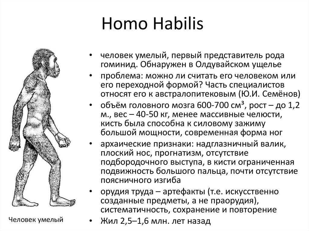 Первые представители рода человек. Homo habilis характеристика. Человек умелый хомо хабилис. Человек умелый характеристика. Хомохабтлис характеристики.