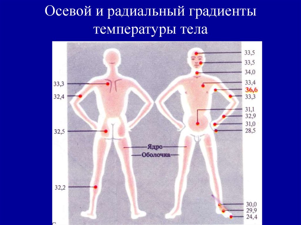 Области тела человека температура. Температурное ядро и оболочка тела. Температурные градиенты тела человека. Температурная схема тела человека. Температура ядра тела человека.