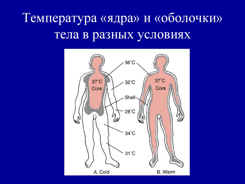 Температура ног