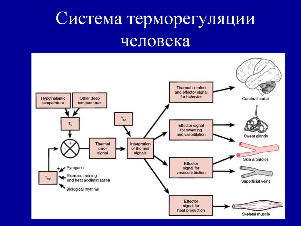 Схема функциональной системы терморегуляции